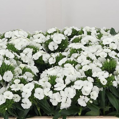 Sweet Williams White Duke Breanthus