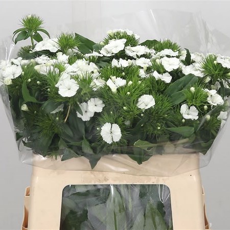 Sweet Williams White Duke Breanthus