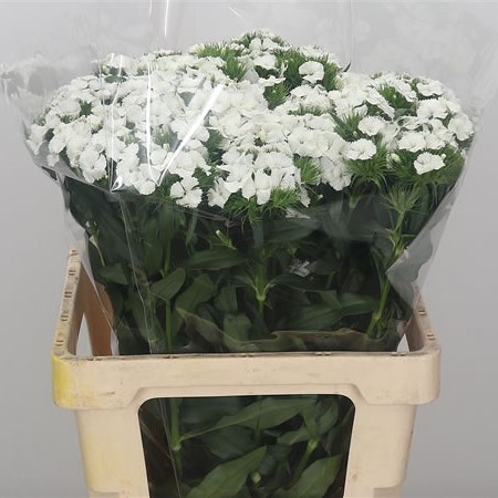 Sweet Williams White Duke Breanthus