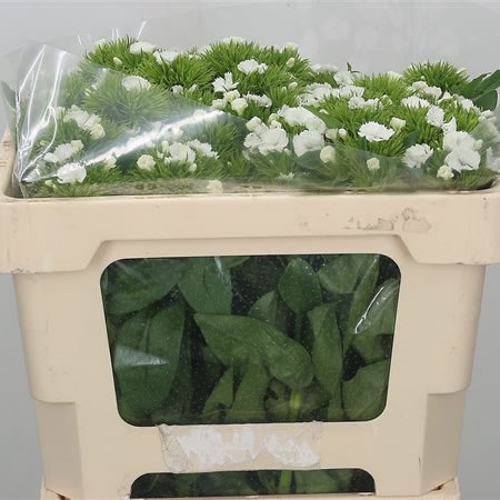 Sweet Williams White Morholt