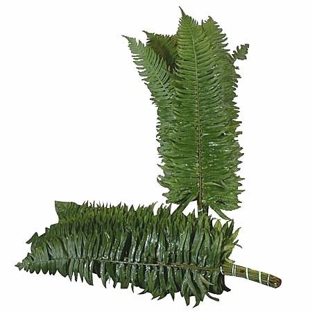 Sword / Ladder Fern
