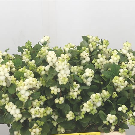 Symphoricarpos Magical Avalanche