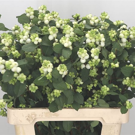 Symphoricarpos Magical Avalanche