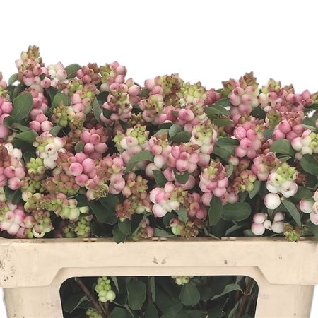 Symphoricarpos Magical Joy