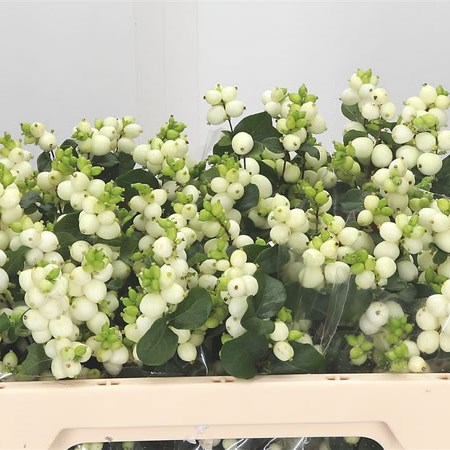 Symphoricarpos Magical Lemon Lime
