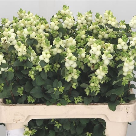 Symphoricarpos Magical Lemon Lime