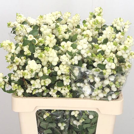 Symphoricarpos Magical Lemon Lime