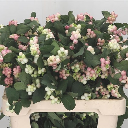 Symphoricarpos Magical Mandy