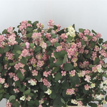 Symphoricarpos Magical Mandy