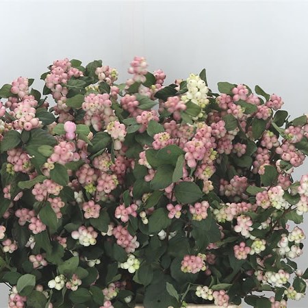 Symphoricarpos Magical Mandy