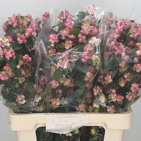 Symphoricarpos Magical Melody