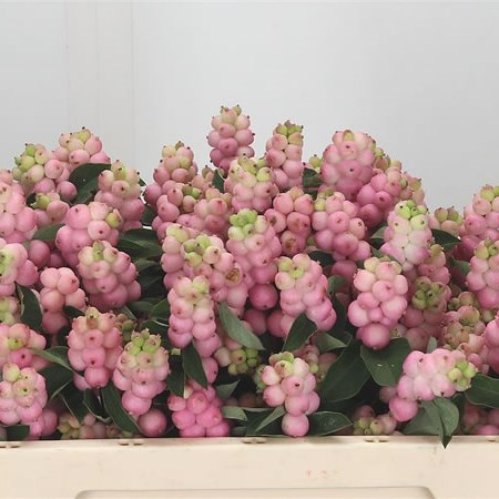 Symphoricarpos Magical Pride