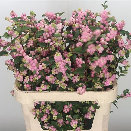 Symphoricarpos Magical Pride