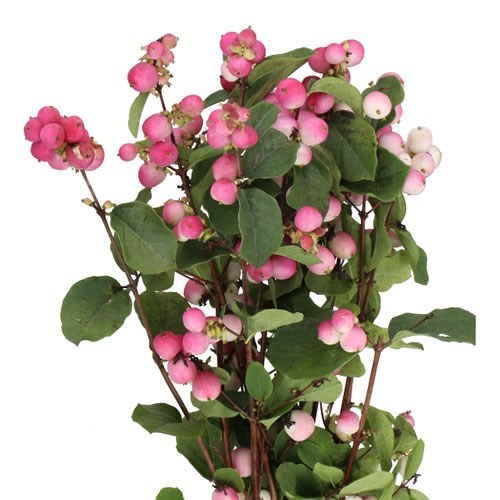 Symphoricarpos Magical Temptation