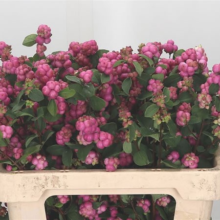 Symphoricarpos Magical Treasure