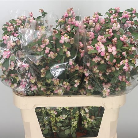 Symphoricarpos Pink Fantasy