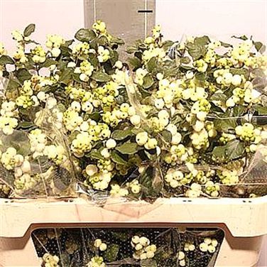 Symphoricarpos Greenpearl Fantasy