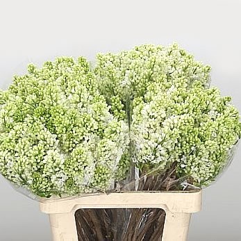 Lilacs independence