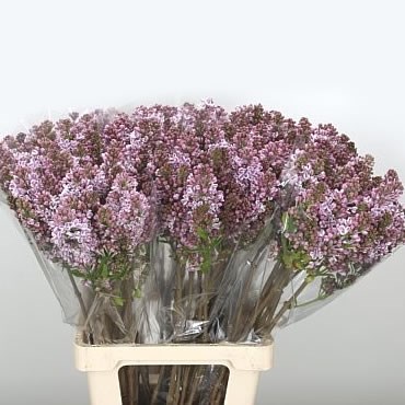 Lilacs vulg lilac wonder