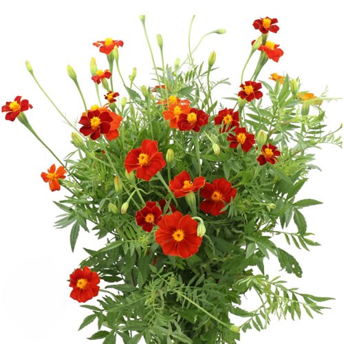 TAGETES BURNING EMBERS (MARIGOLDS)