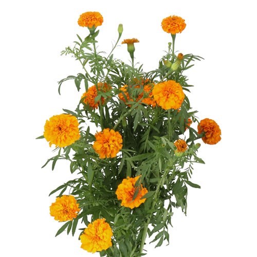 TAGETES COCO DEEP ORANGE (MARIGOLDS)