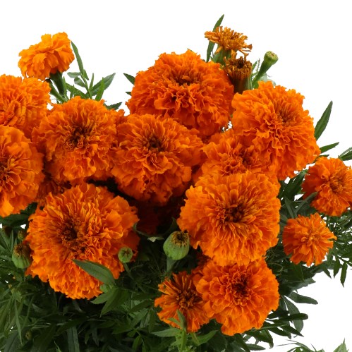 TAGETES (MARIGOLDS) THYGO ORANGE GLOW