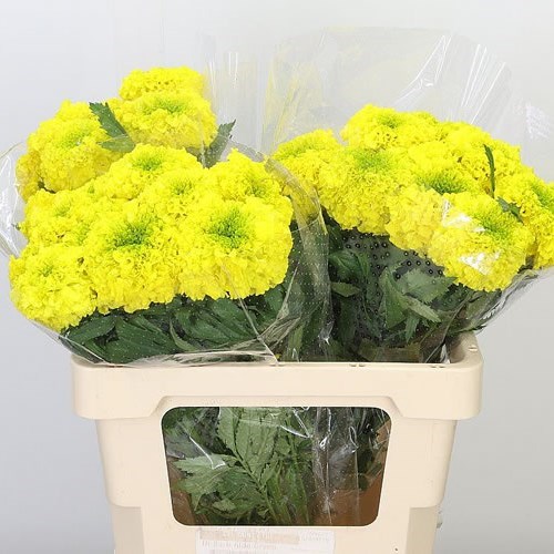 TAGETES YELLOW PROMISE (MARIGOLDS)