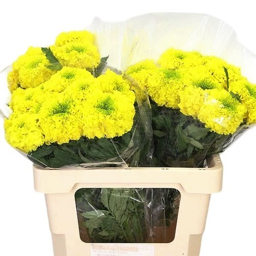 TAGETES YELLOW PROMISE (MARIGOLDS)