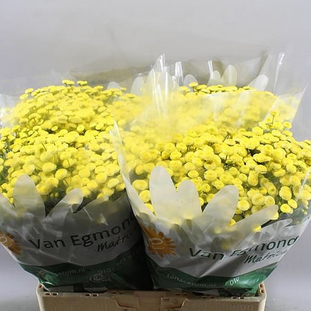 TANACETUM AMAZONE