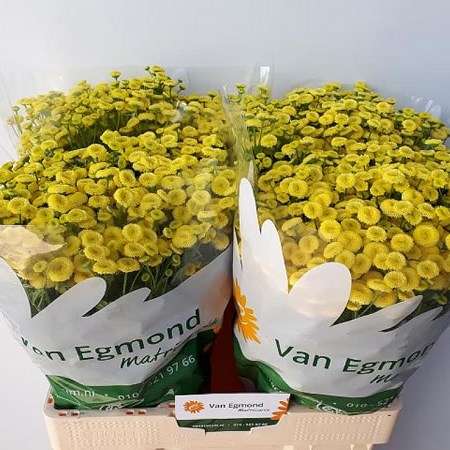 TANACETUM AMERO