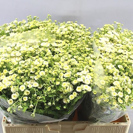 TANACETUM RIO