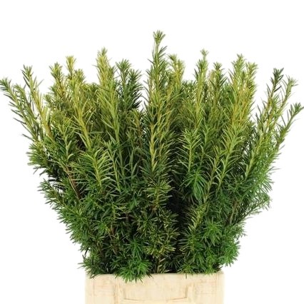 TAXUS MULTICOLOURED