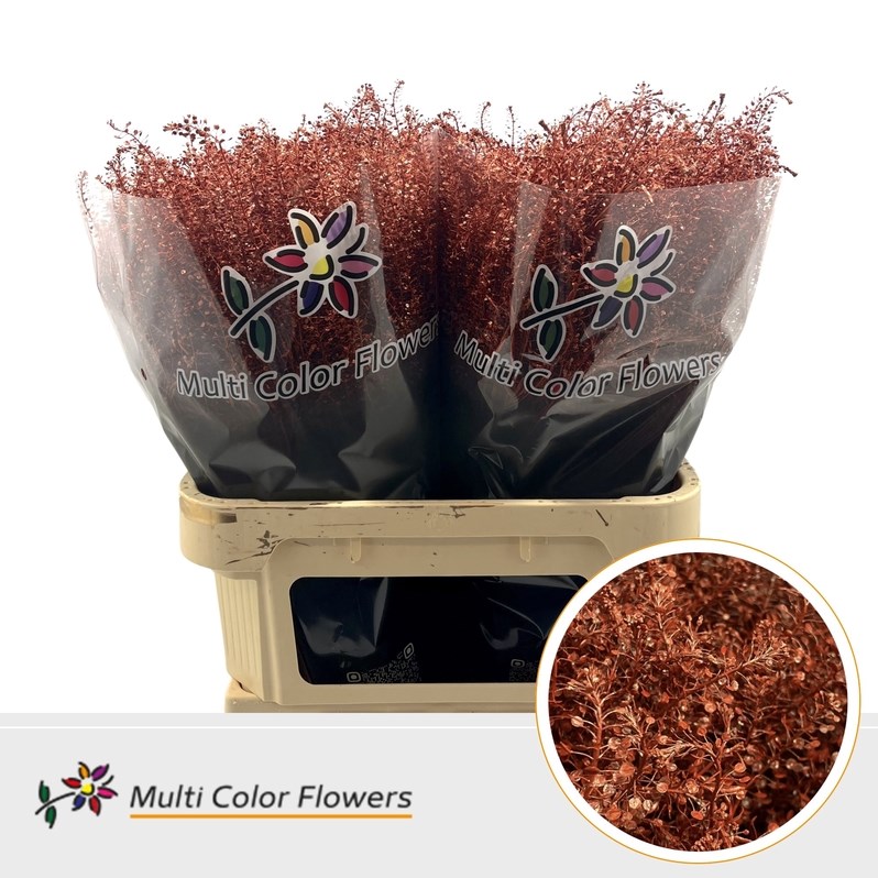 THLASPI DYED METALLIC RED