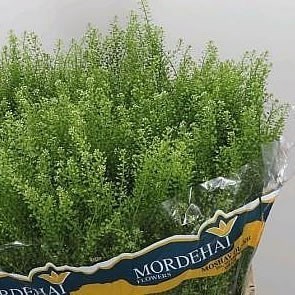 Thlaspi Green Bell 60cm  Wholesale Dutch Flowers & Florist Supplies UK