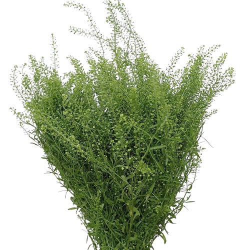 THLASPI GREEN BELL