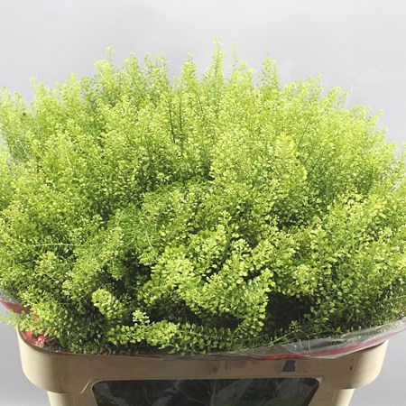 THLASPI GREEN DRAGON