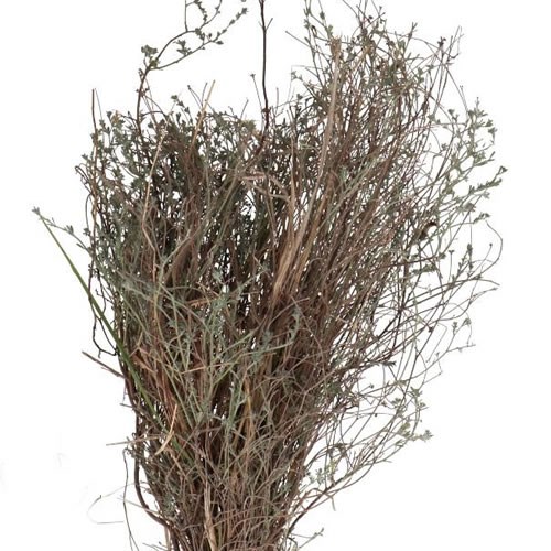 THYME (WILD)