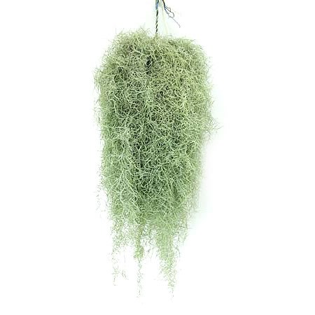 TILLANDSIA USNEOIDES (SPANISH MOSS)