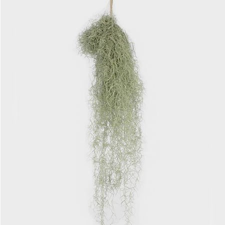 TILLANDSIA USNEOIDES (SPANISH MOSS)