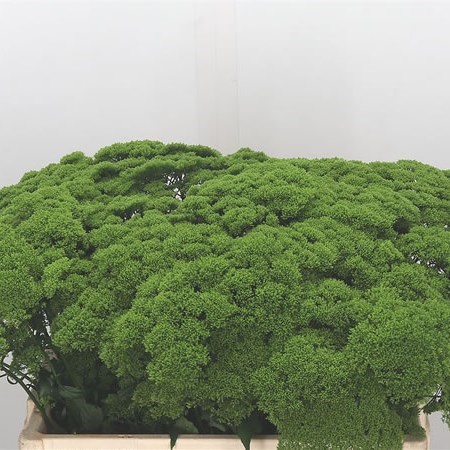 TRACHELIUM BRIBA GREEN