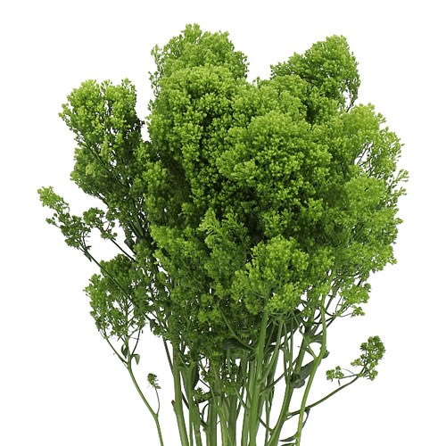 TRACHELIUM JADE GREEN