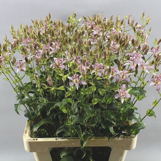 TRICYRTIS