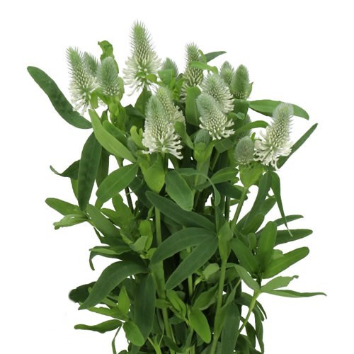 TRIFOLIUM FROSTY FEATHERS