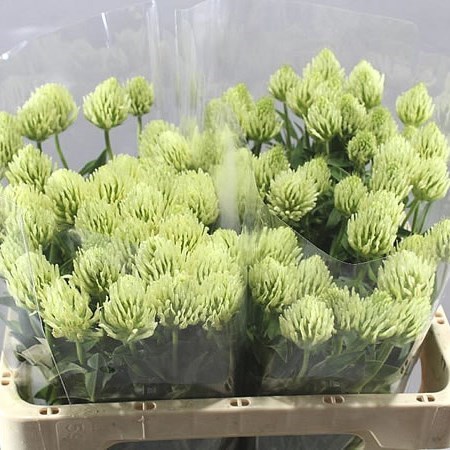 TRIFOLIUM OCHROLEUCUM