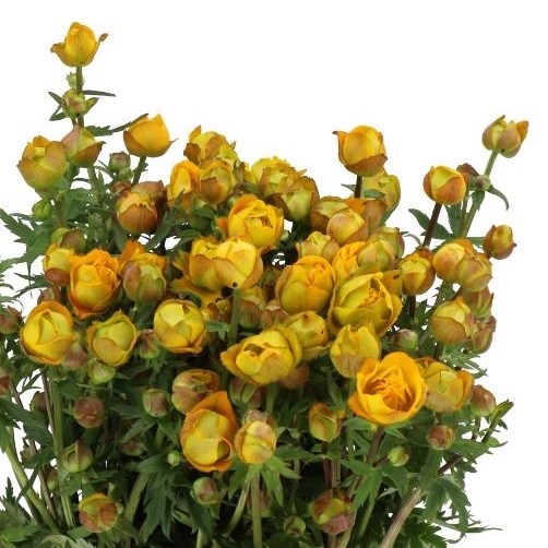 TROLLIUS JULIANA