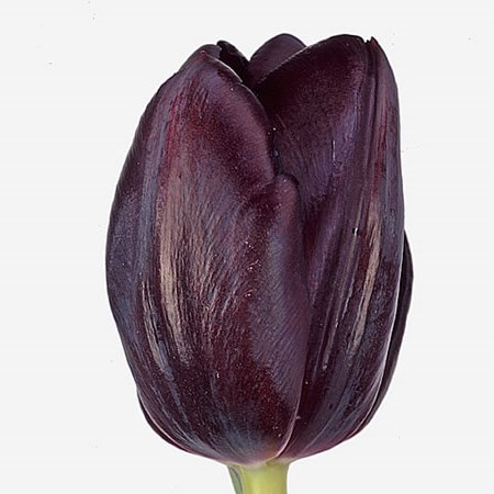 TULIPS BLACK JACK