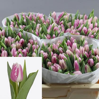TULIP BOJANGLES