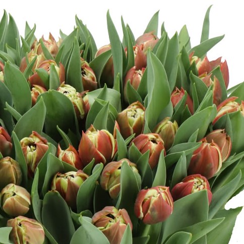 TULIPS COVENTRY