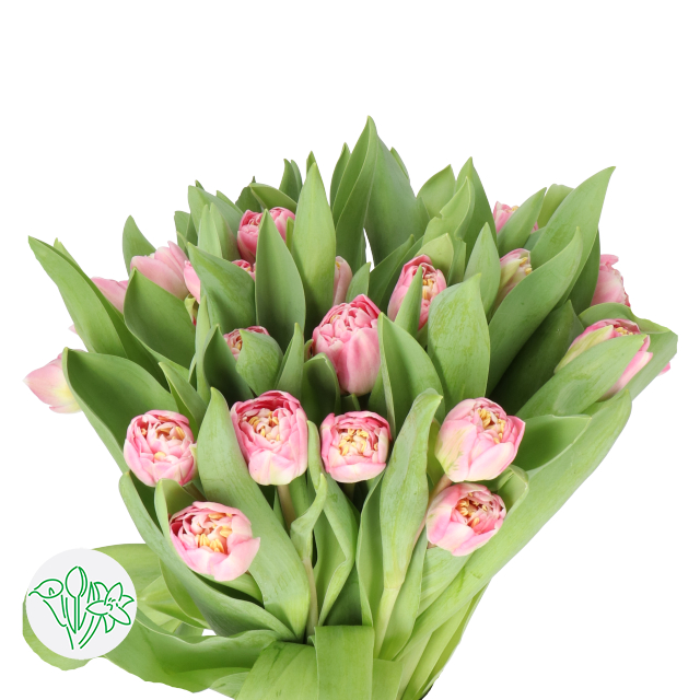 TULIPS ENDLESS LOVE
