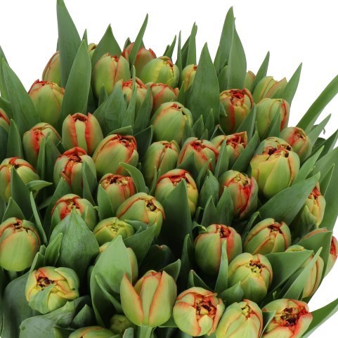 TULIPS LIMERICK